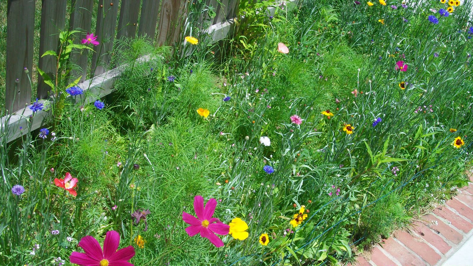 Backyard Meadow Care