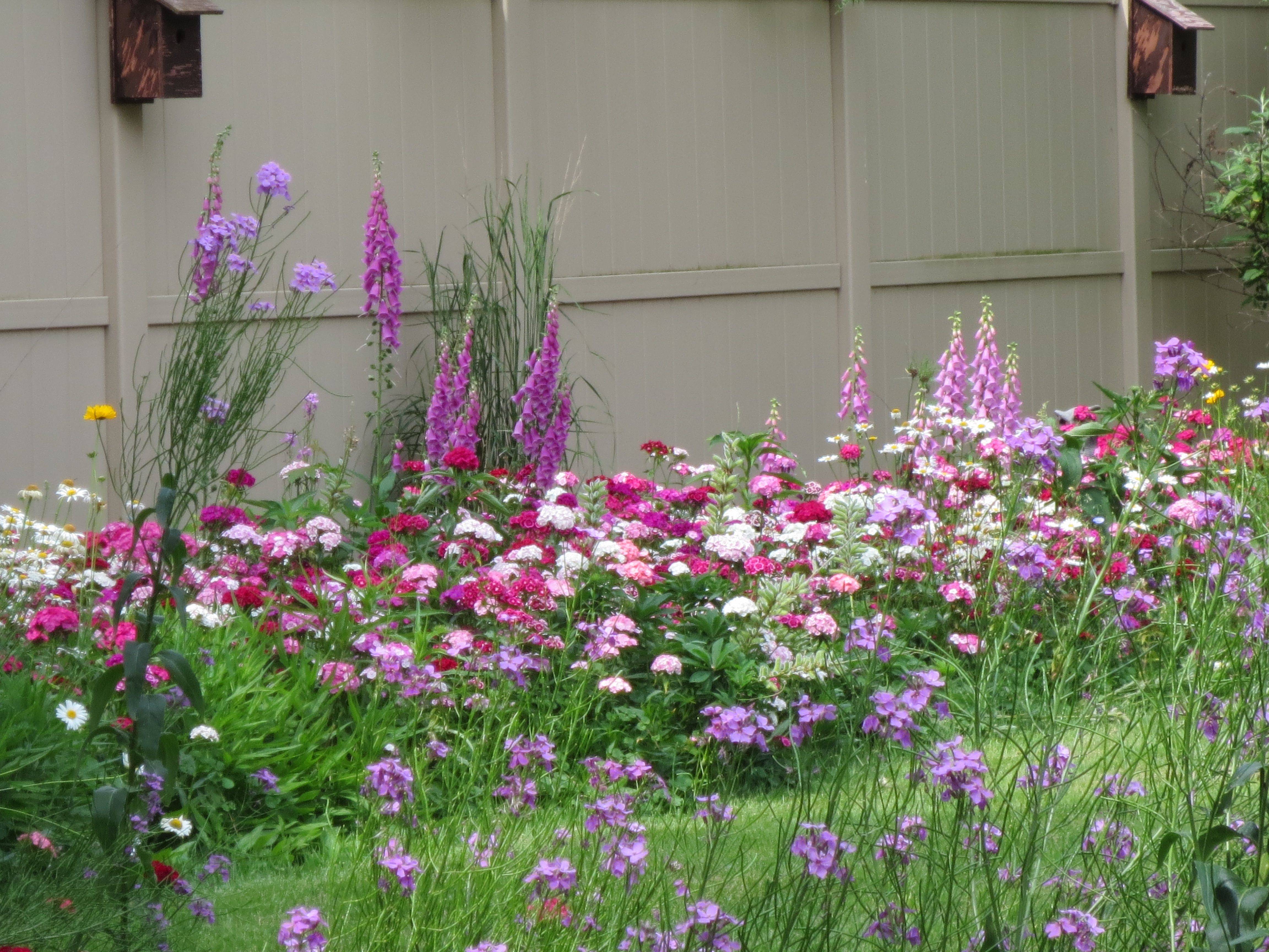 Wildflower Garden Ideas