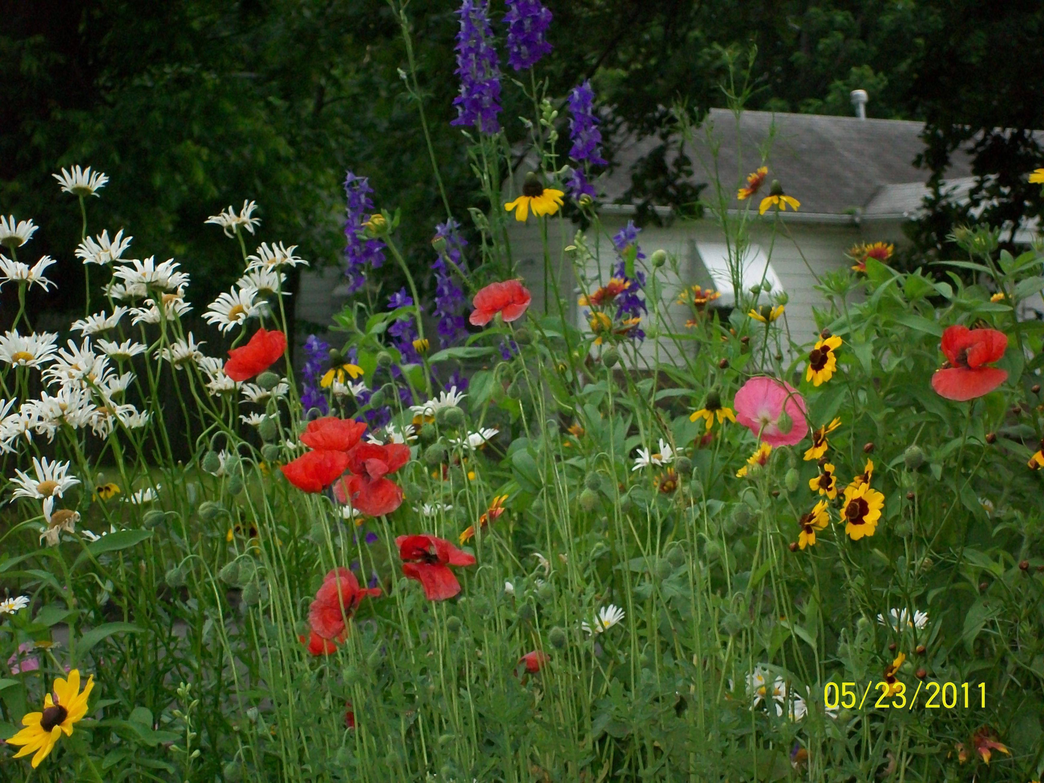 Wildflower Garden Ideas