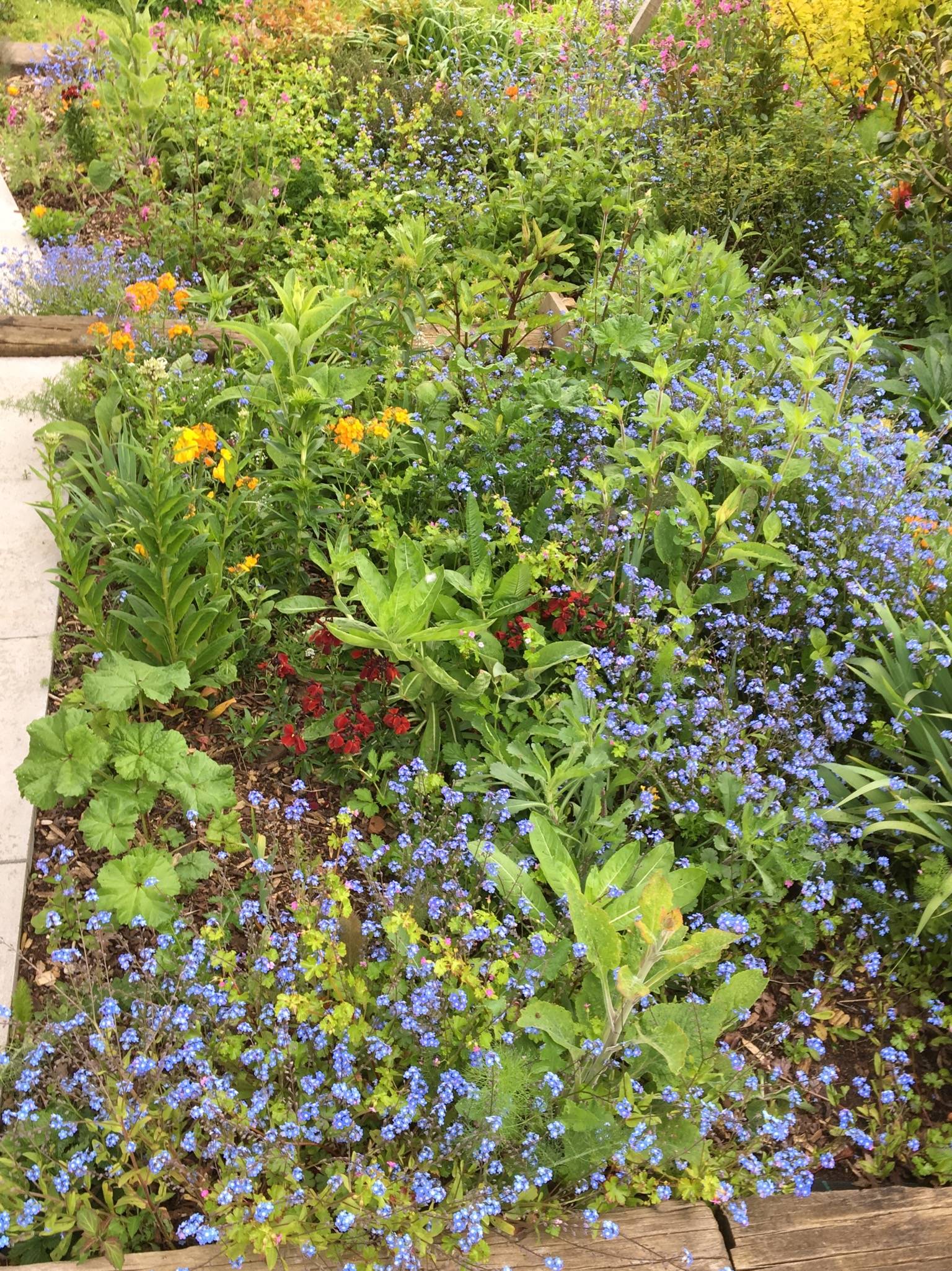 Wildflower Garden Wildflower Garden