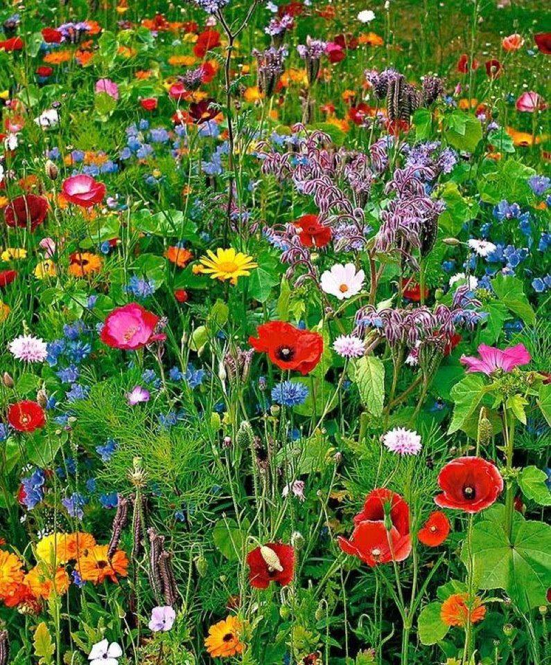Wildflower Yard Designs Free Flower Garden Ideas Photograph