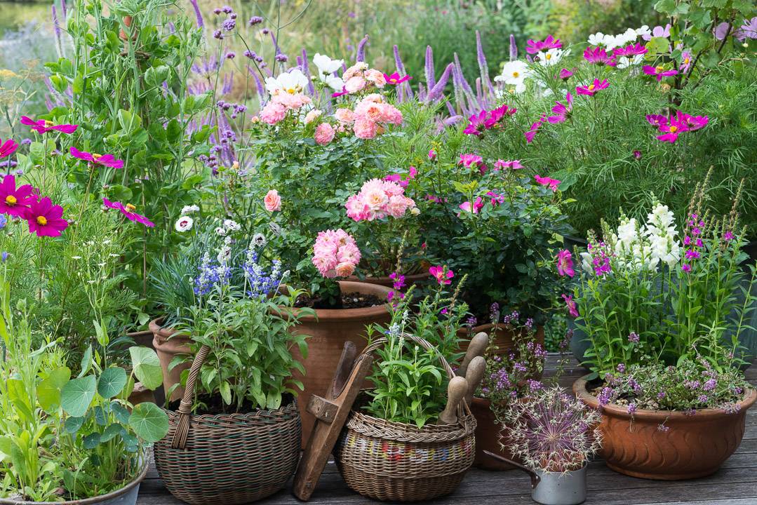 A Cottage Garden