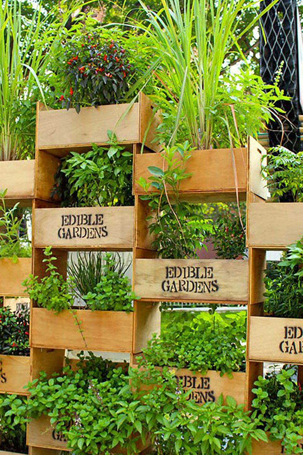 Stunning Indoor Wall Herb Garden Ideas