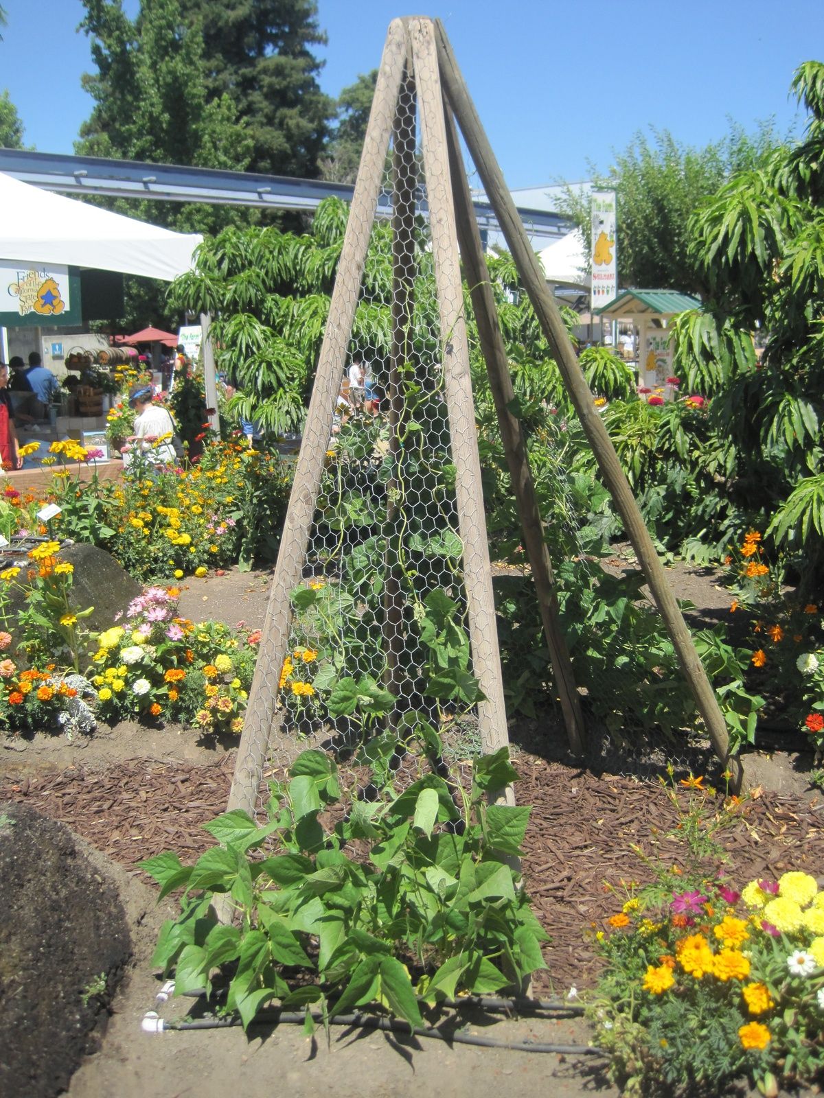 A Rustic Trellis
