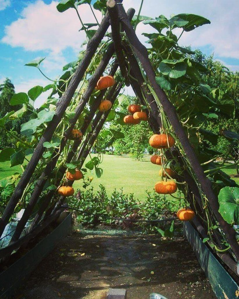 Wedding Arch Garden Arbor