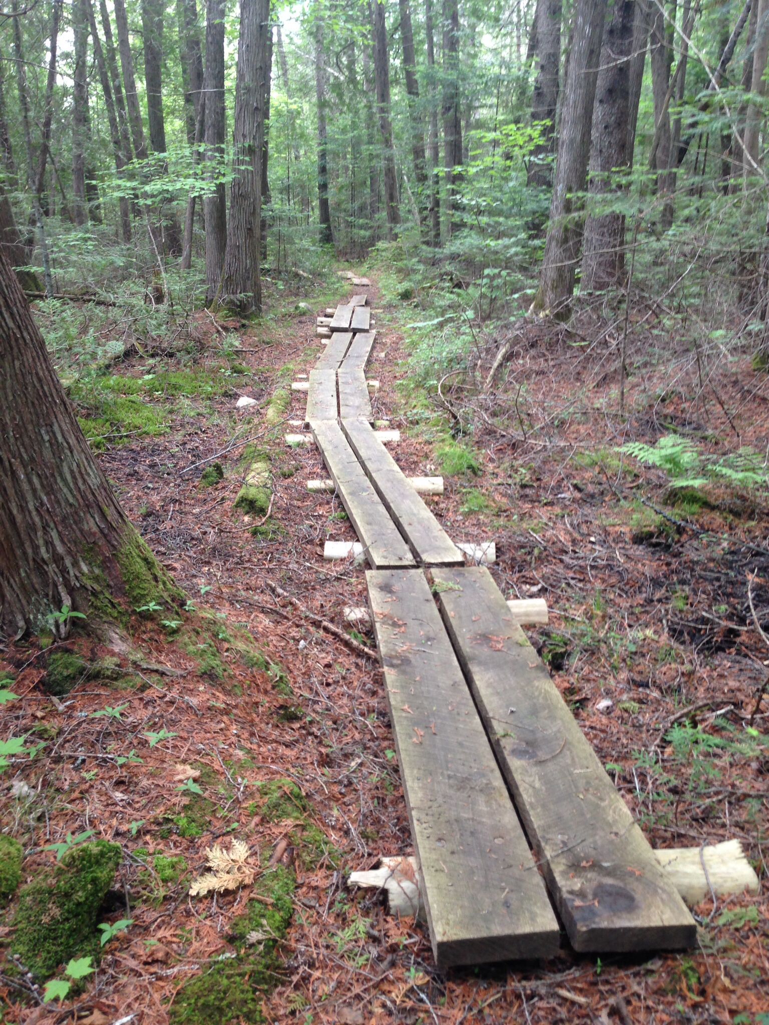Small Stream Bridge Design