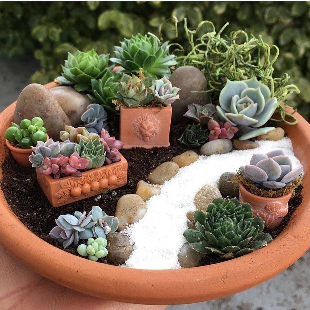 An Indoor Succulent Dish Garden
