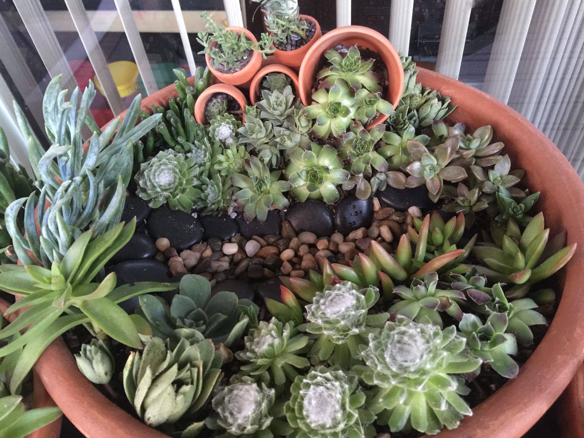 A Little Dish Garden