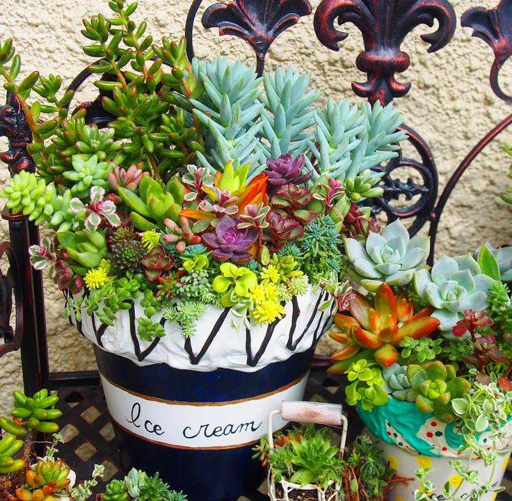 Dish Gardens