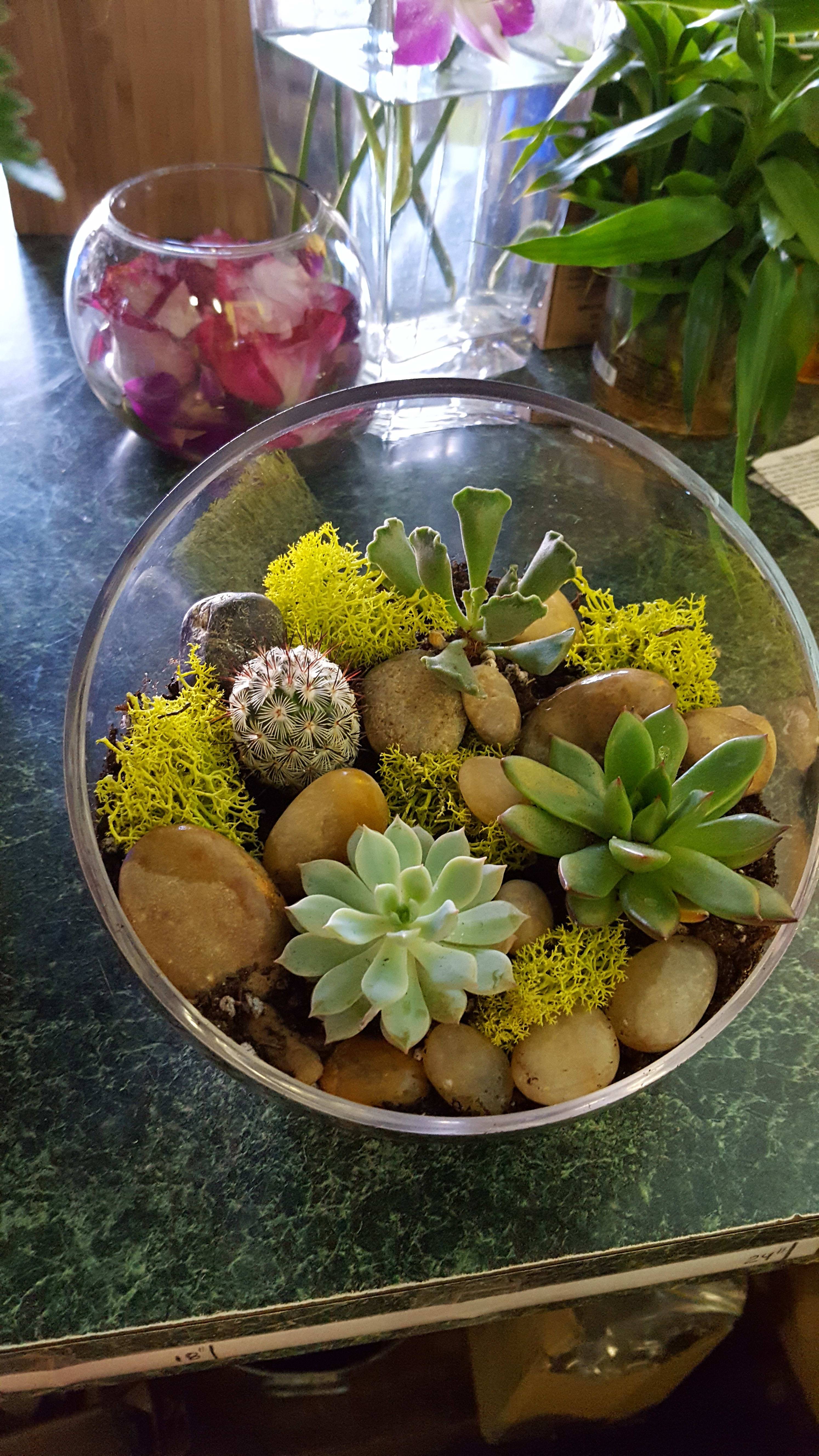 Dish Garden Ideas The Top Succulent Garden Ideas Cook