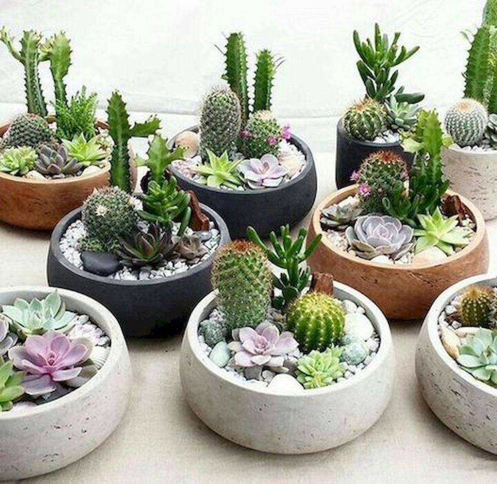 Indoor Succulent Dish Garden Ideas Succulent Plant