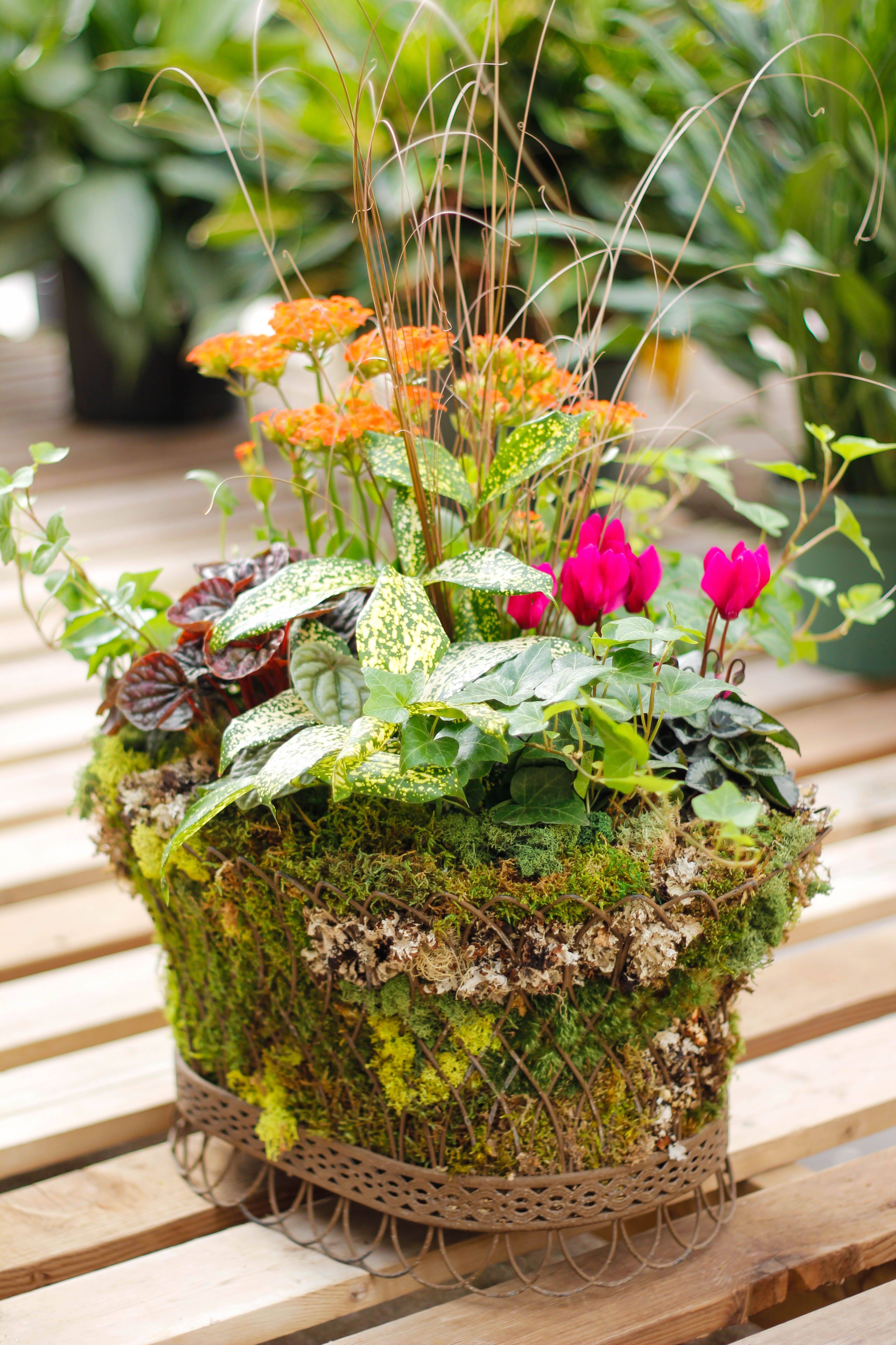 Indoor Succulent Dish Garden Ideas Succulent Plant