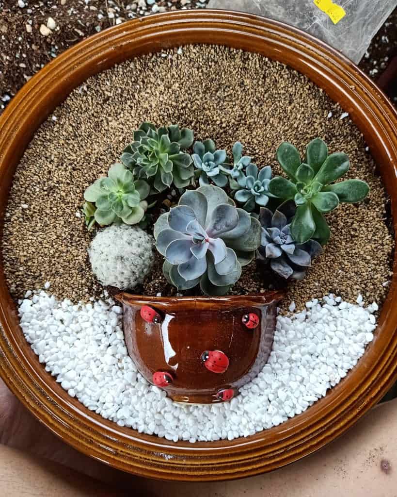 Miniature Succulent Dish Garden Succulents Pinterest Gardens