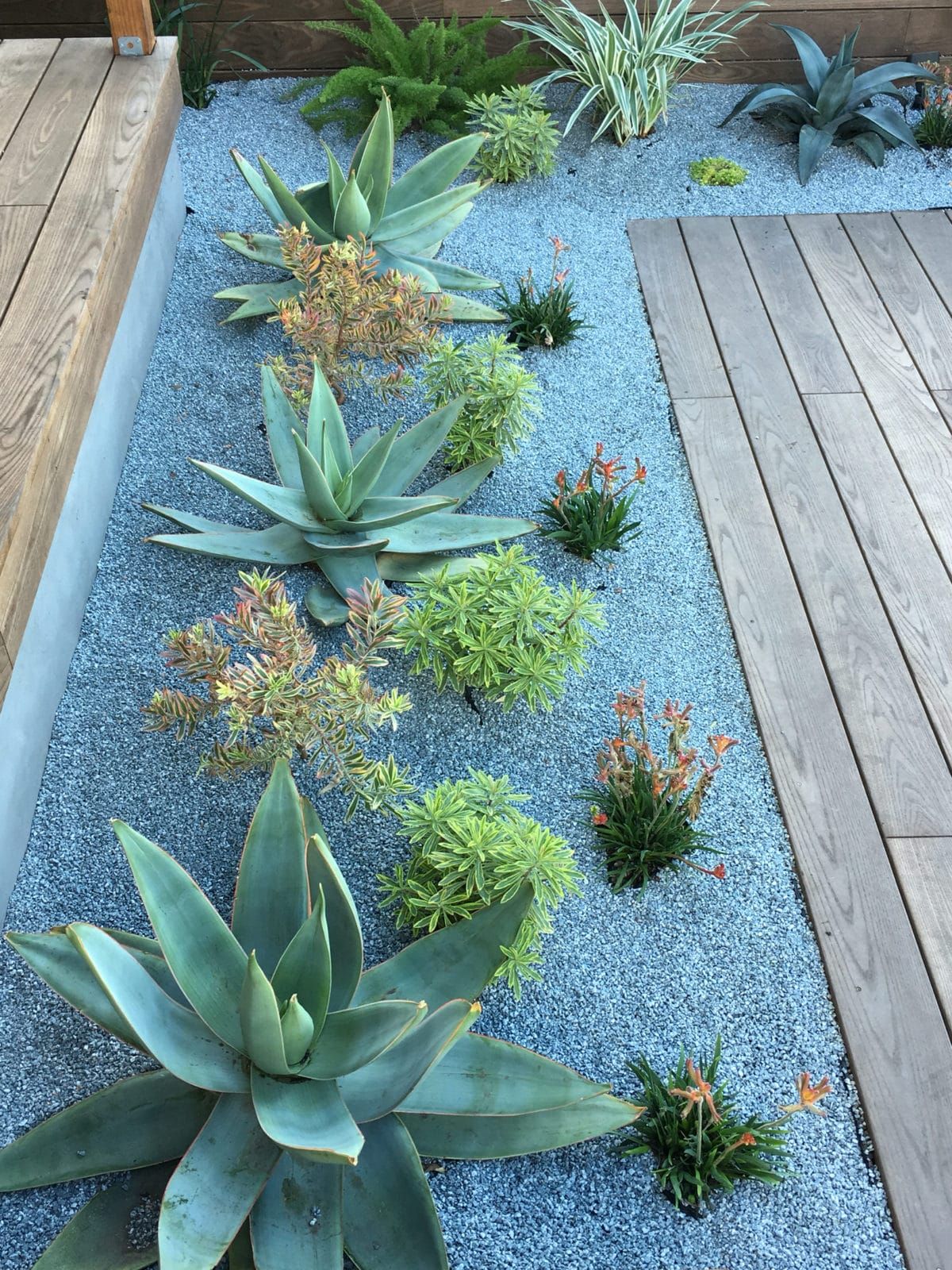 Cactus Garden Design Ideas