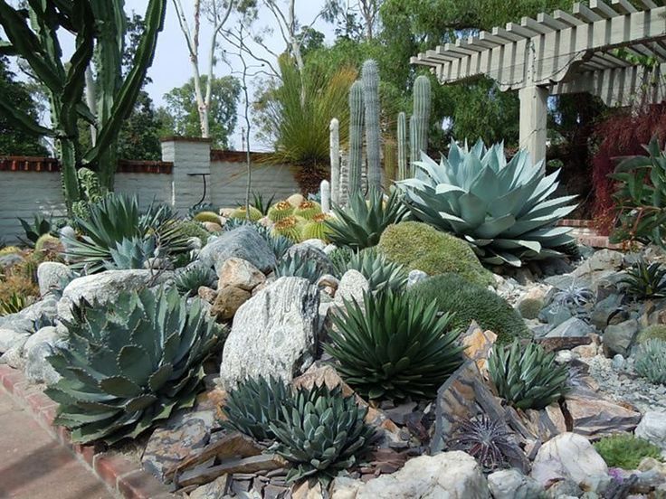 Cactus Garden Design Ideas