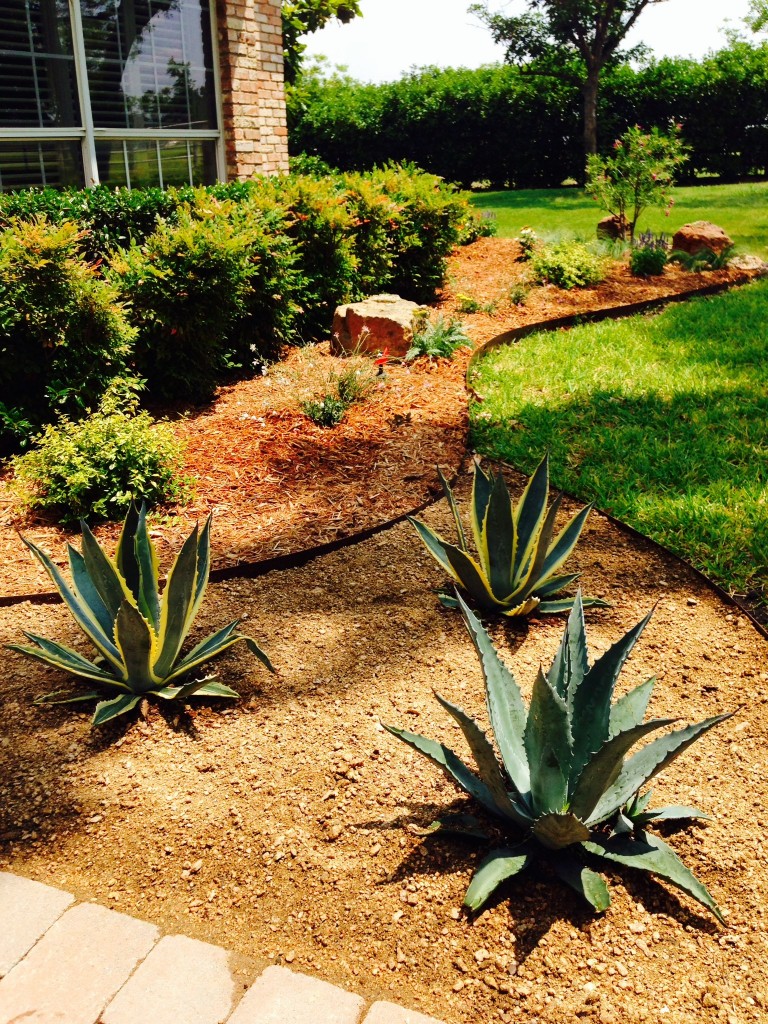 Xeriscaping Planting Plants Design Denver Boulder Colorado