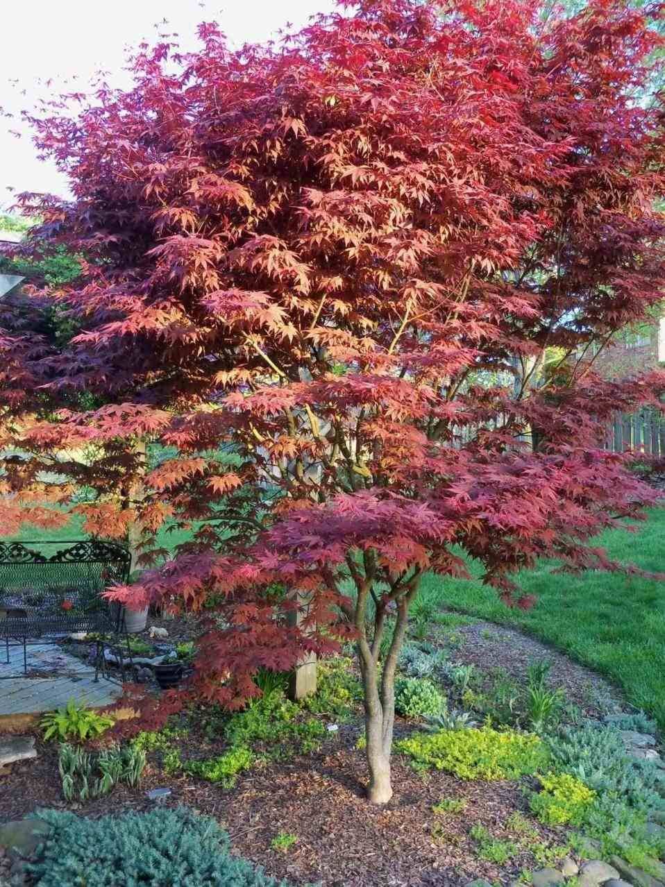 A Dwarf Japanese Maple