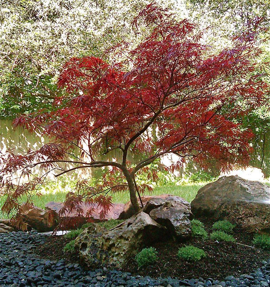 Google Search Japanese Maple Garden