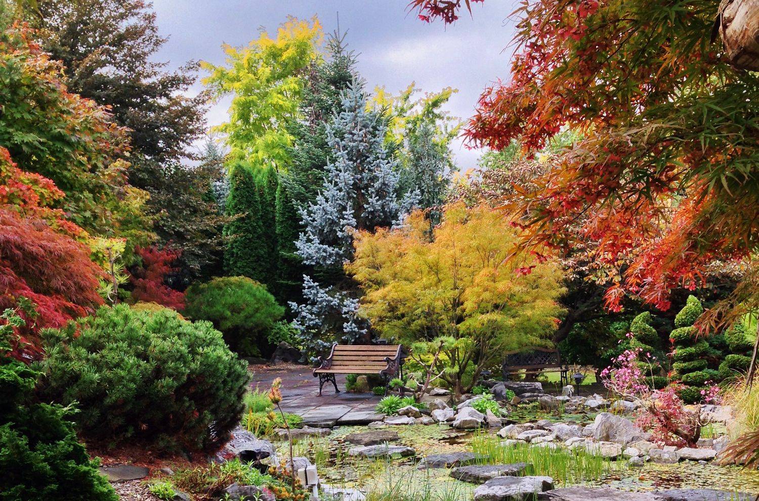 Layered Japanese Maples