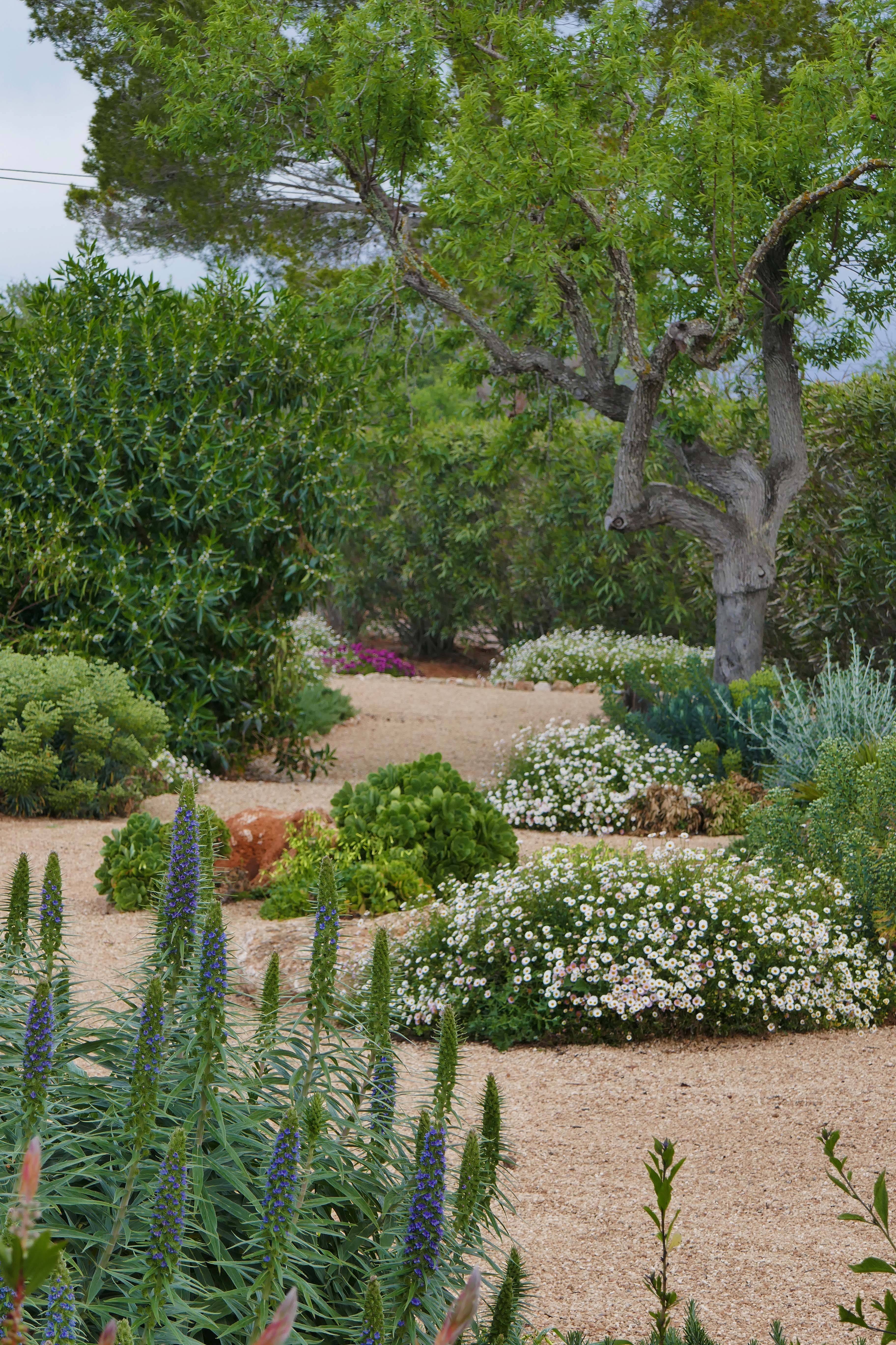 Dry Garden Photos