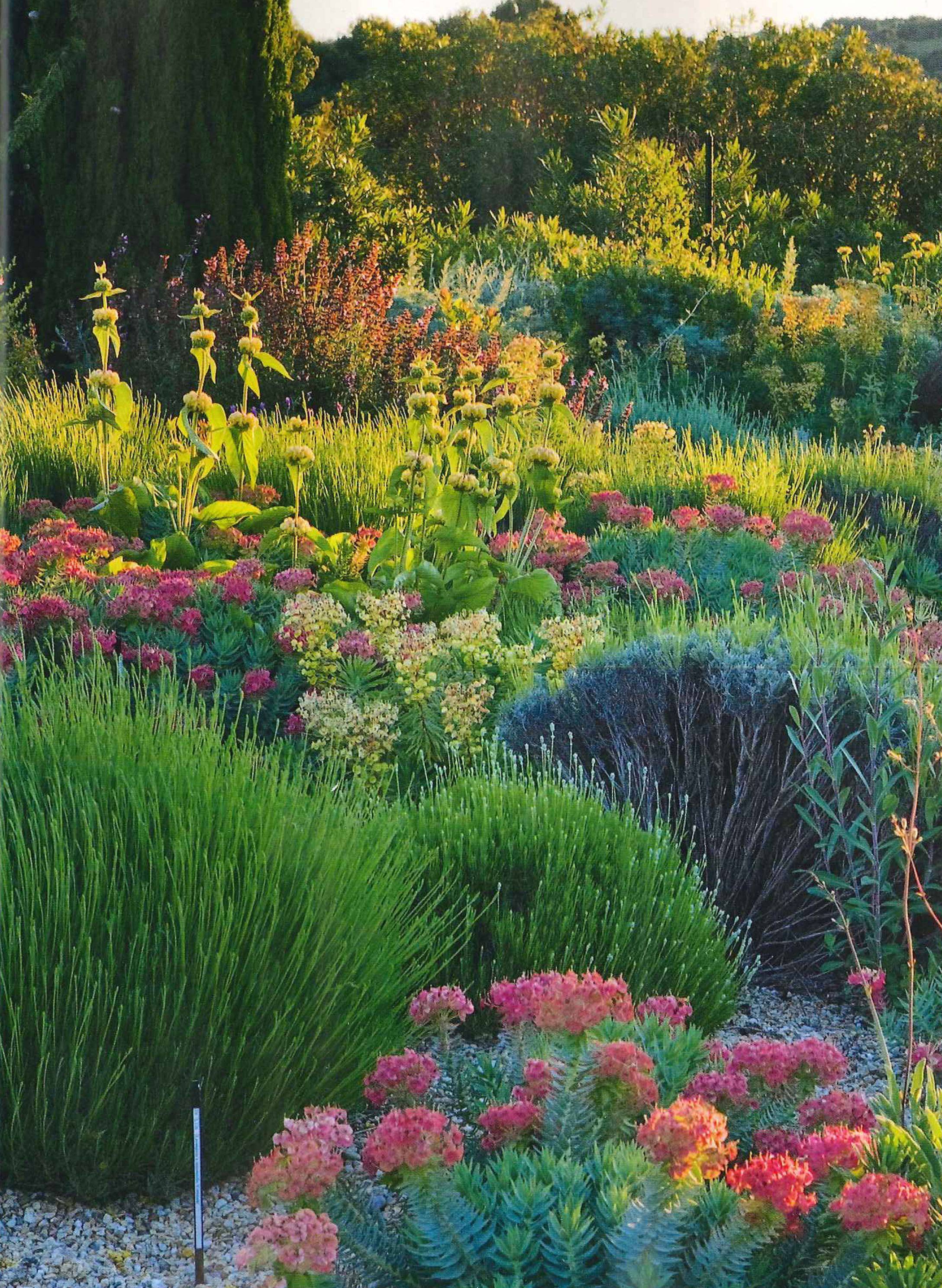 My Favorite Plant Combinations Mediterranean Garden