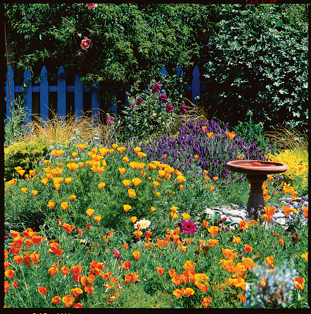 Sunny Perennial Garden Ideas Photograph Perennials Annual