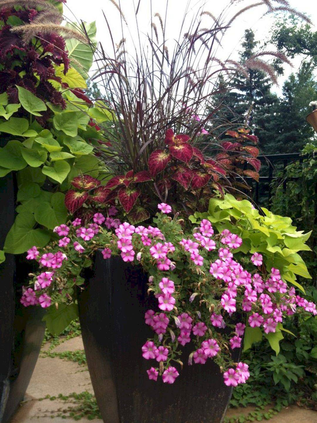 Gorgeous Full Sun Container Plants Ideas