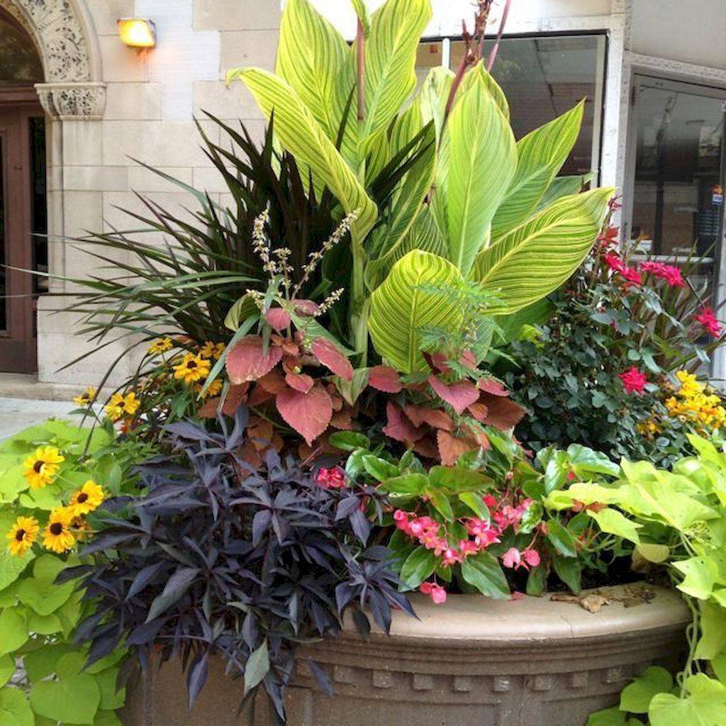 Gorgeous Full Sun Container Plants Ideas