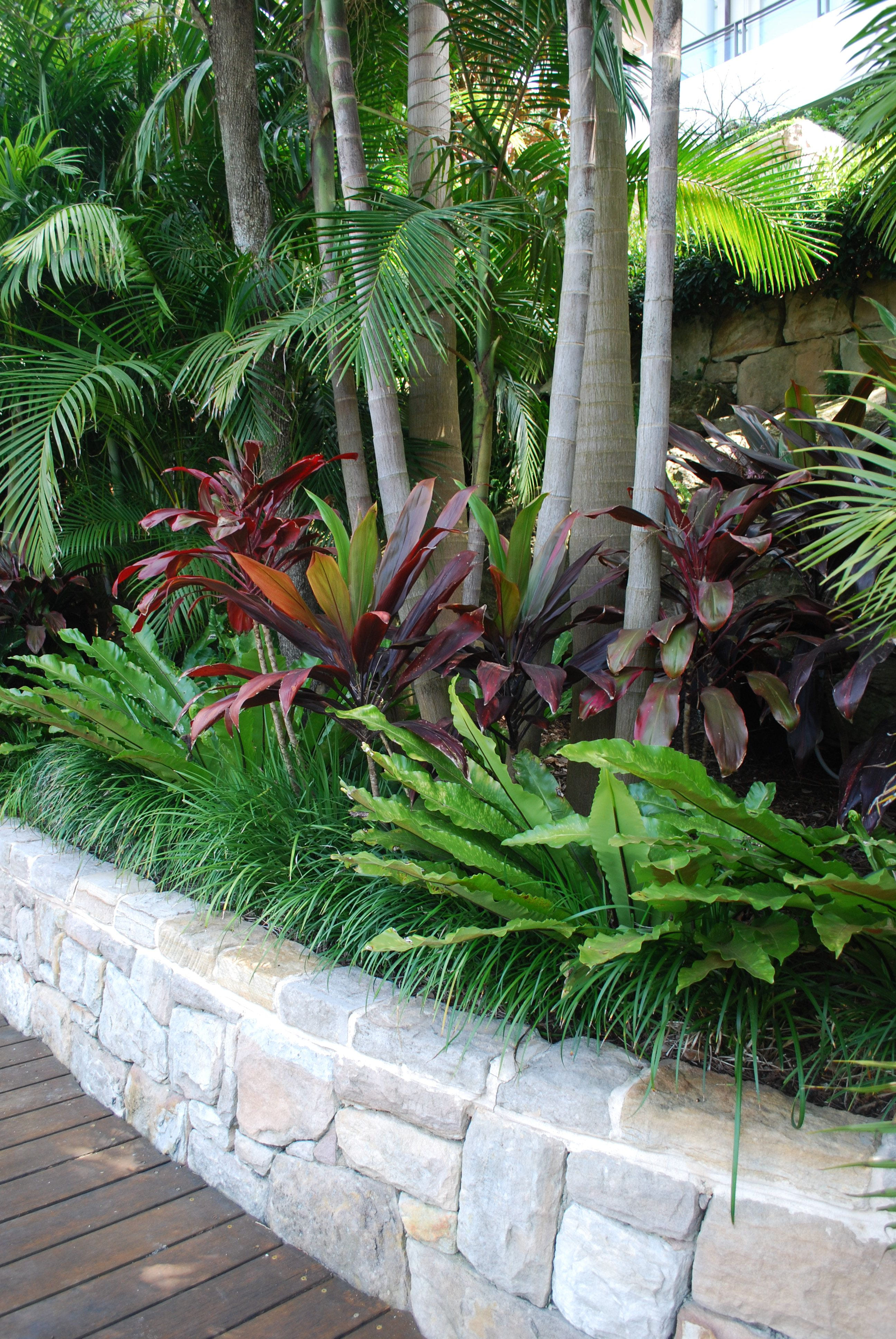A Tropical Garden