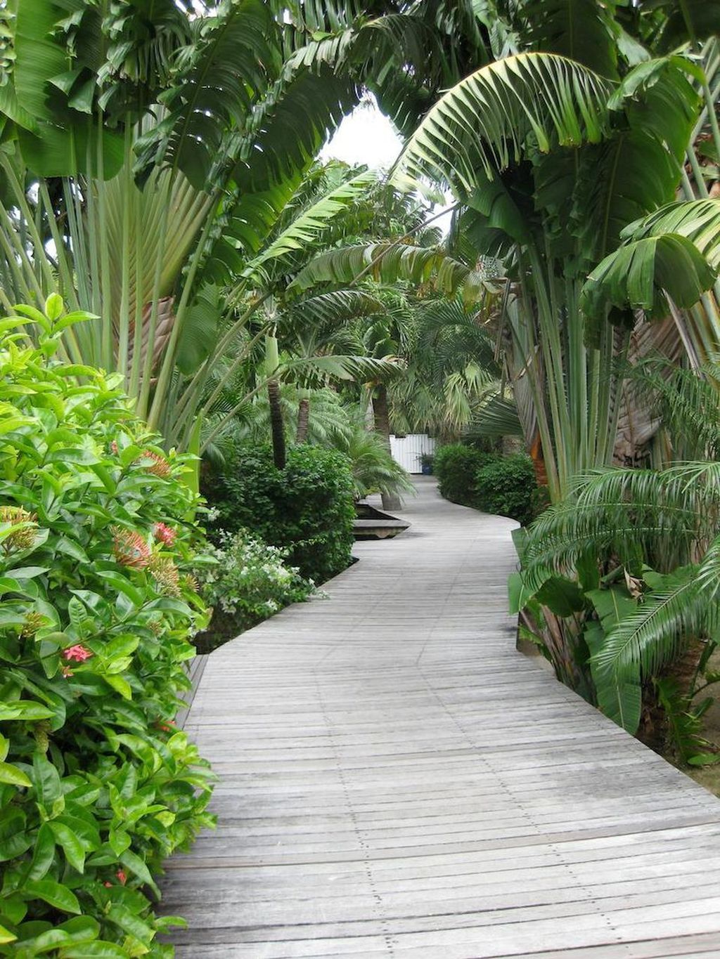 The Best Tropical Garden Ideas