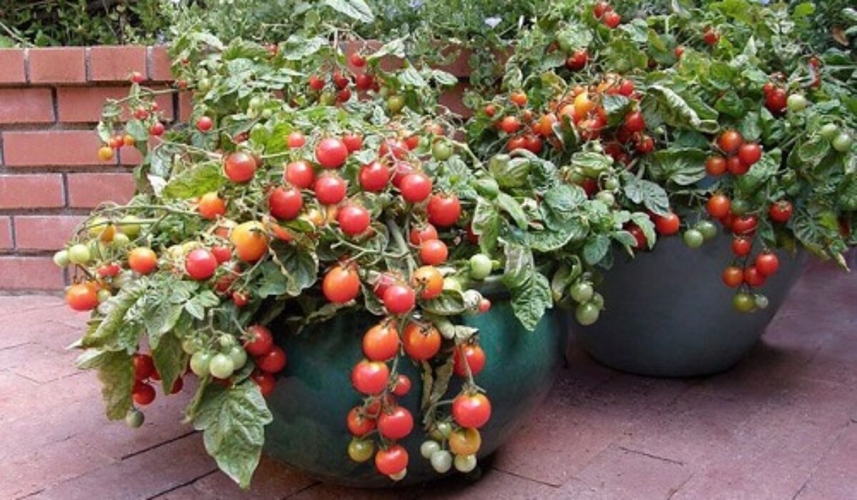 Growing A Vegetable Garden