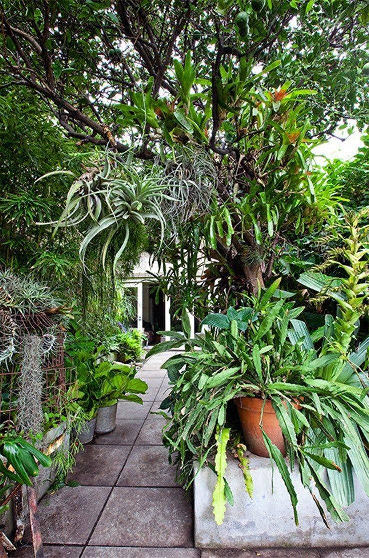 A Lush Palmfilled Garden