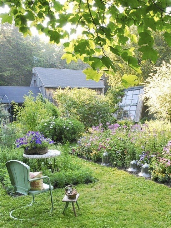 Border Plants