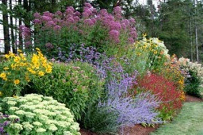 Theamericanirissocietyblogspotcom Iris Garden