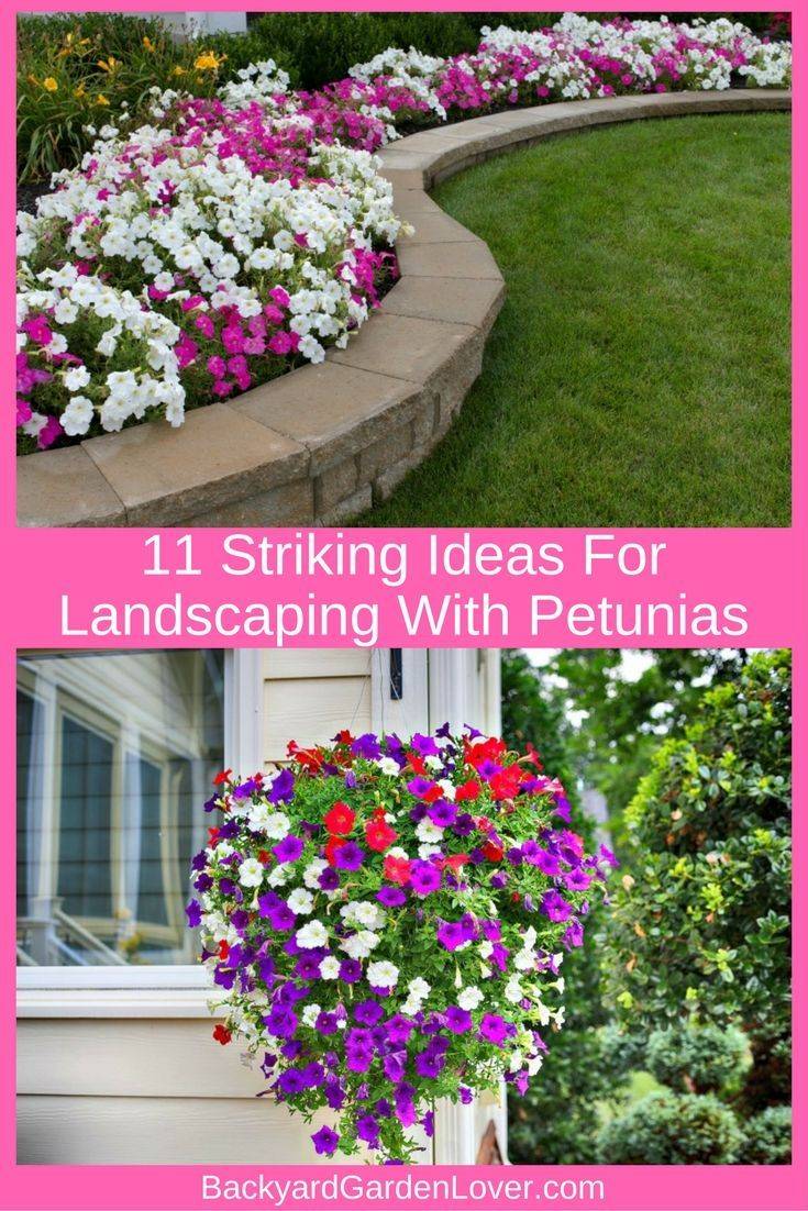 Striking Petunia Centerpiece Ideas