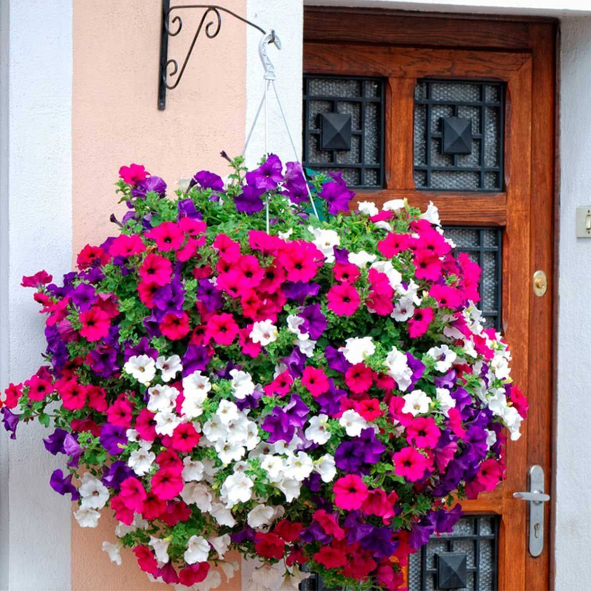 Gorgeous Pink Petunia Basket