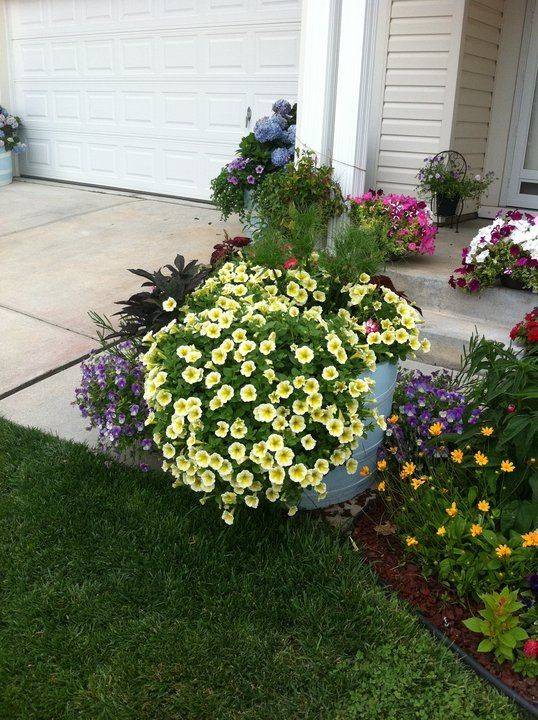 Landscaping With Petunias