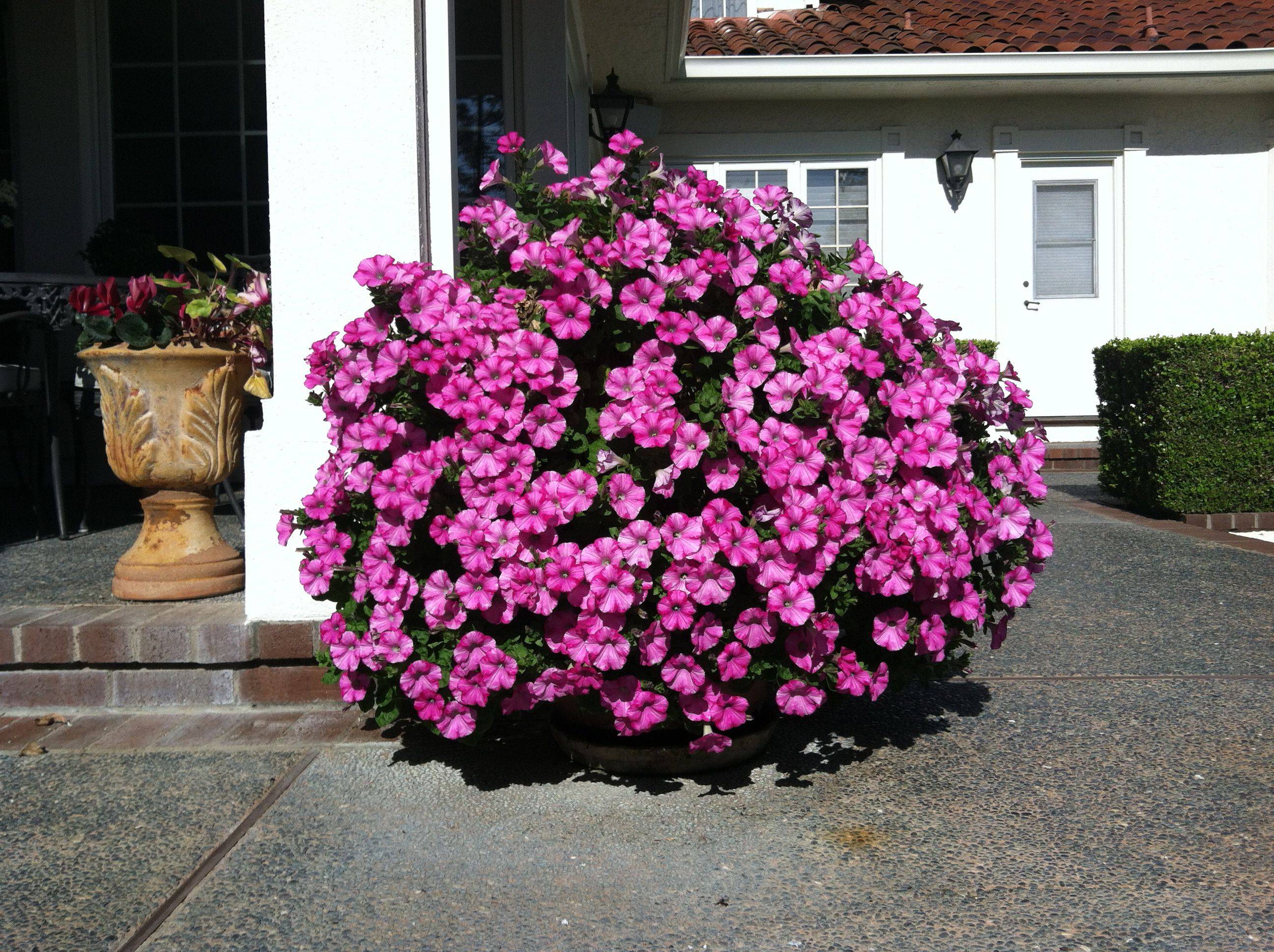 Landscaping With Petunias