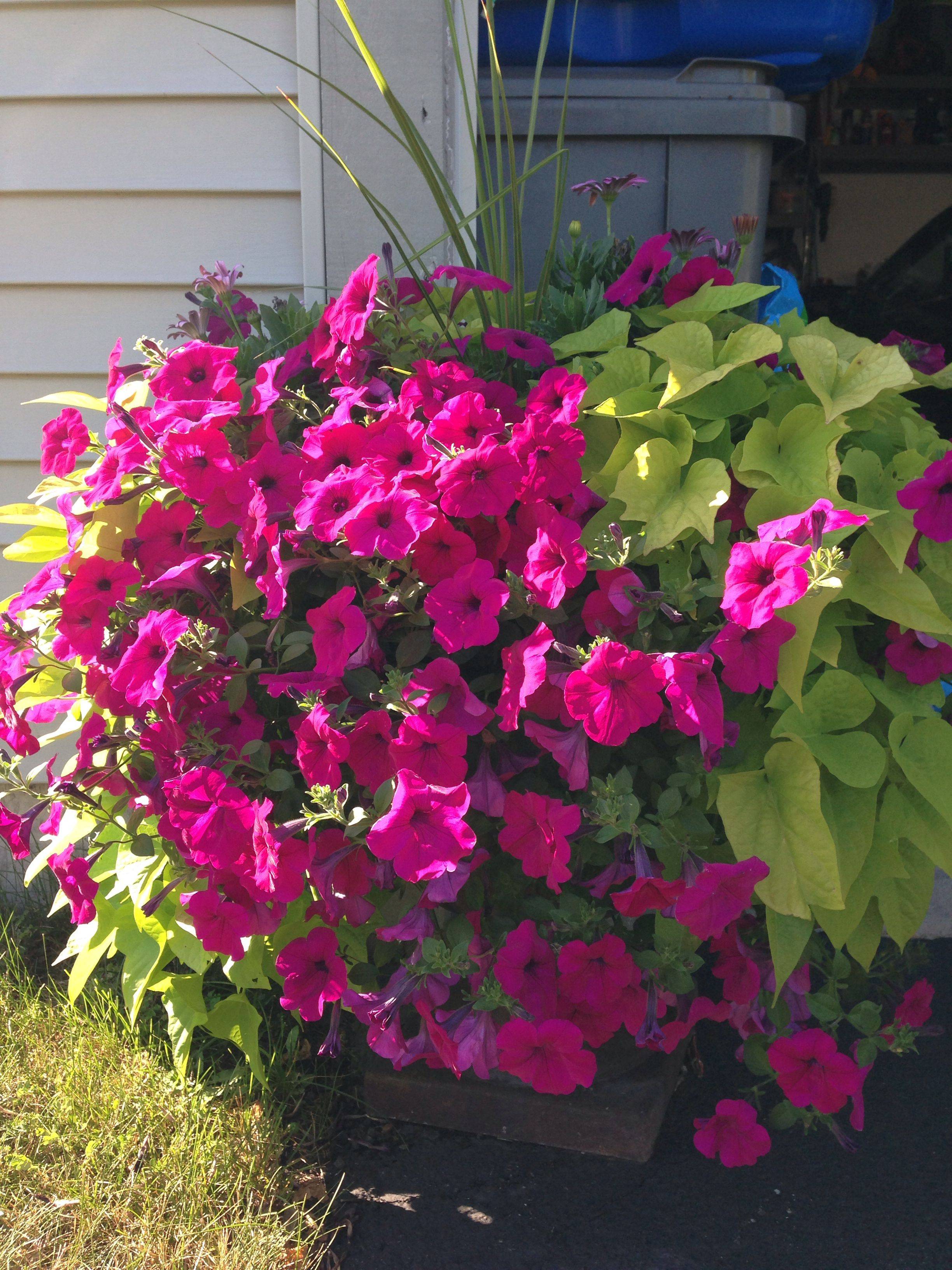 Flower Landscape