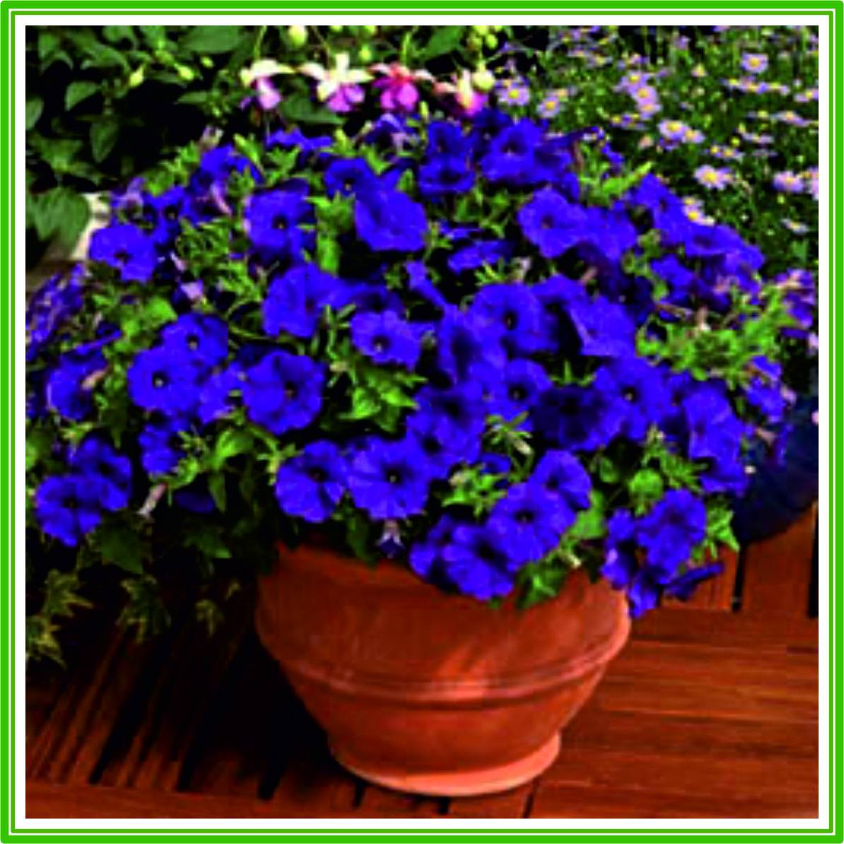 Petunia Flower Bed Ideas Best Flower Wallpaper