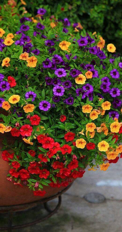 Petunia Garden Layout Ideas Best Landscaping Ideas