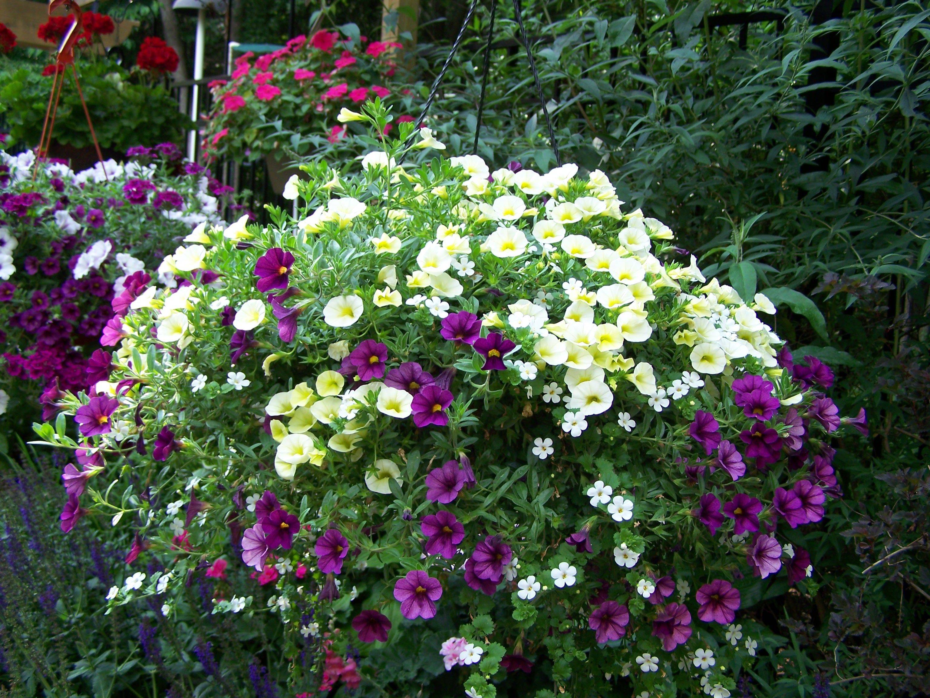 Pinterest Petunias