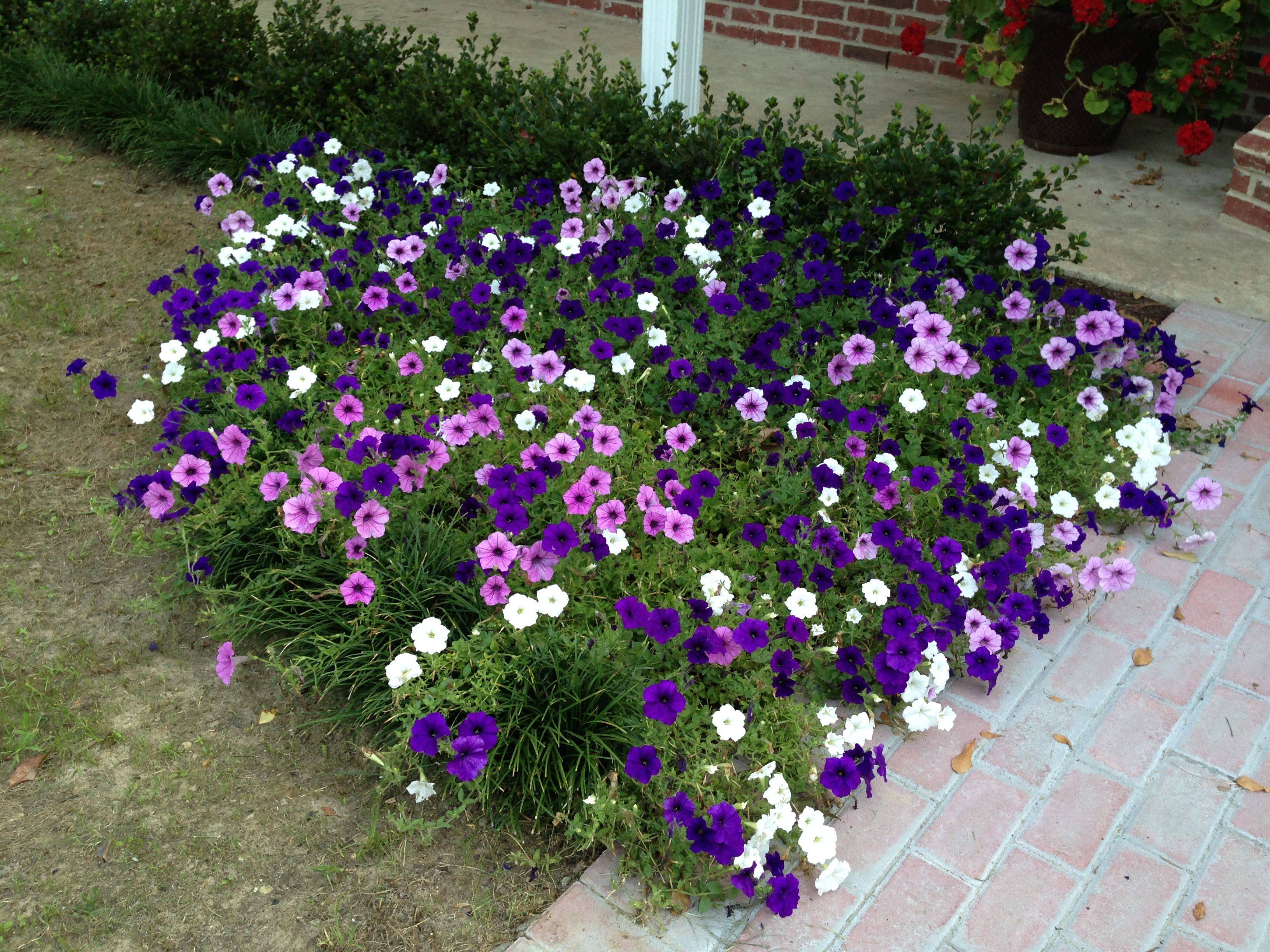 Caring Petunias Useful Tips