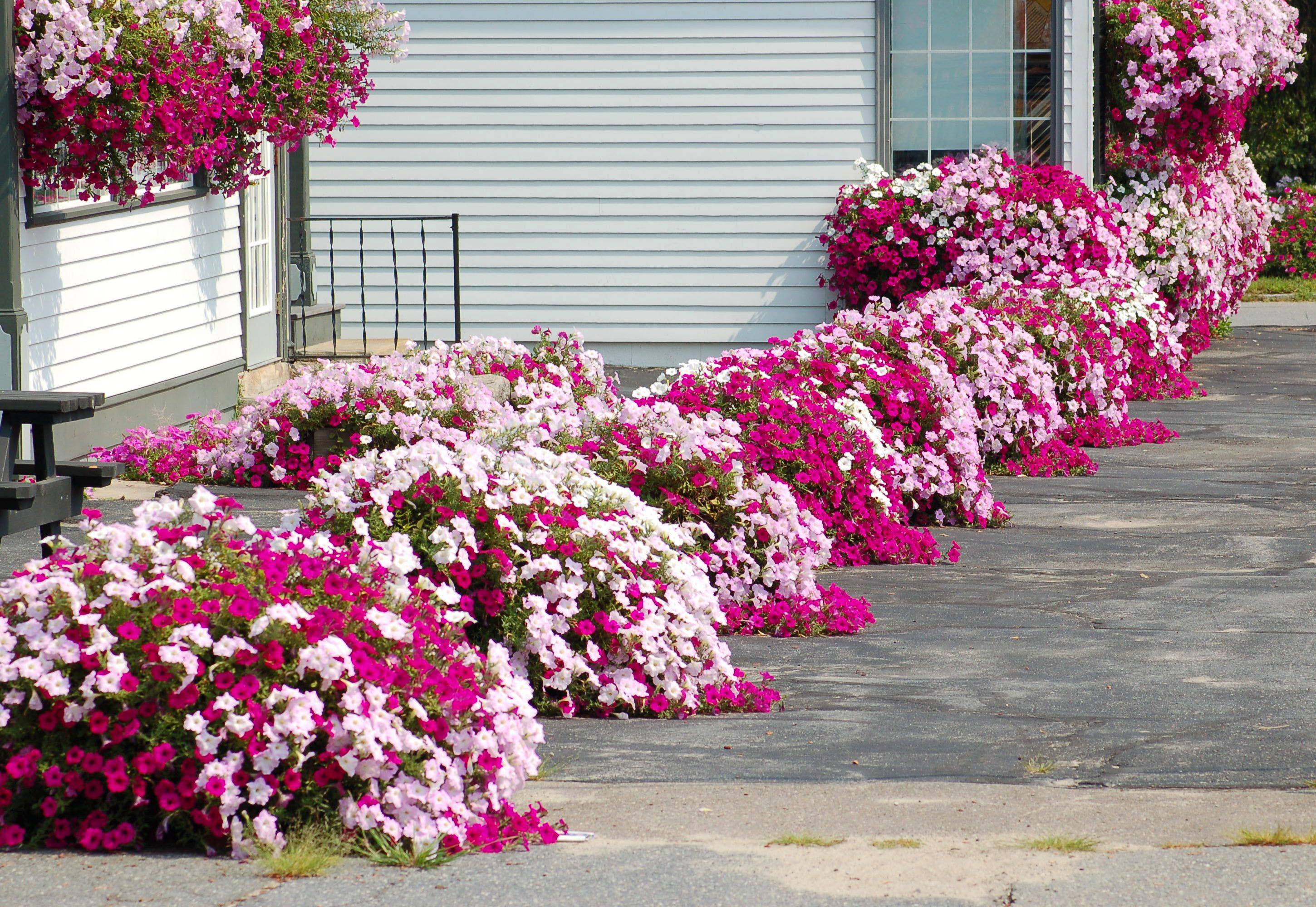 Wave Petunia Barrel Porch Flowers