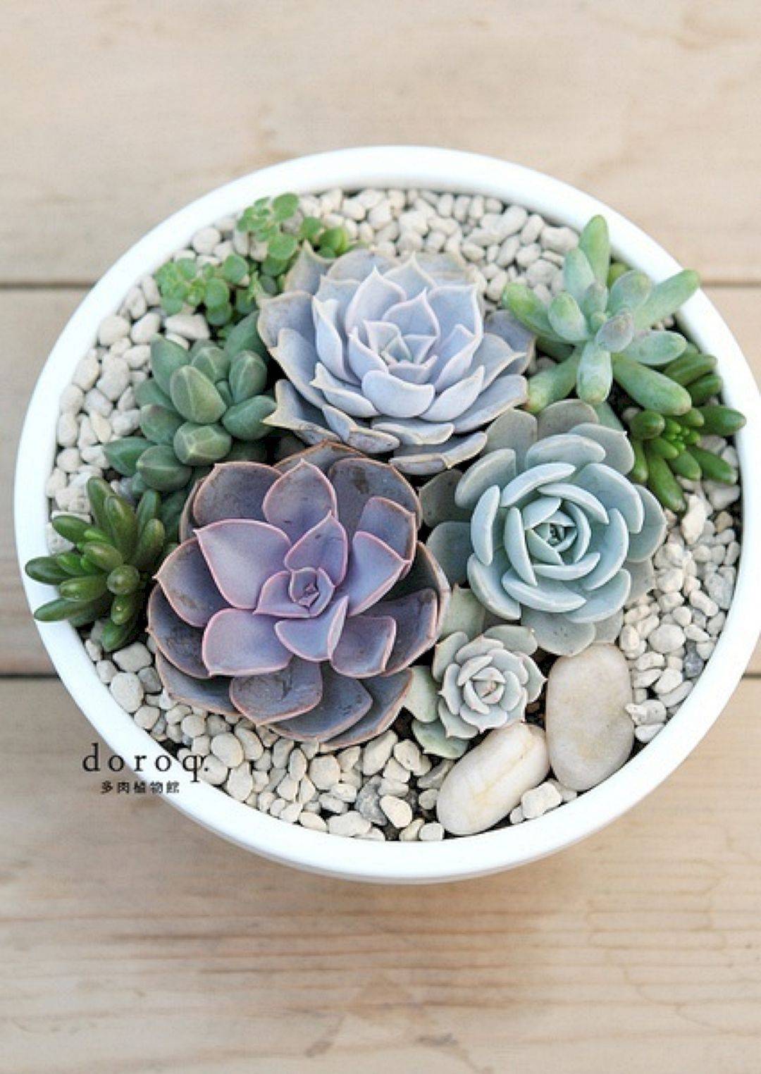 Best Awesome Diy Indoor Succulents Plant Garden Ideas