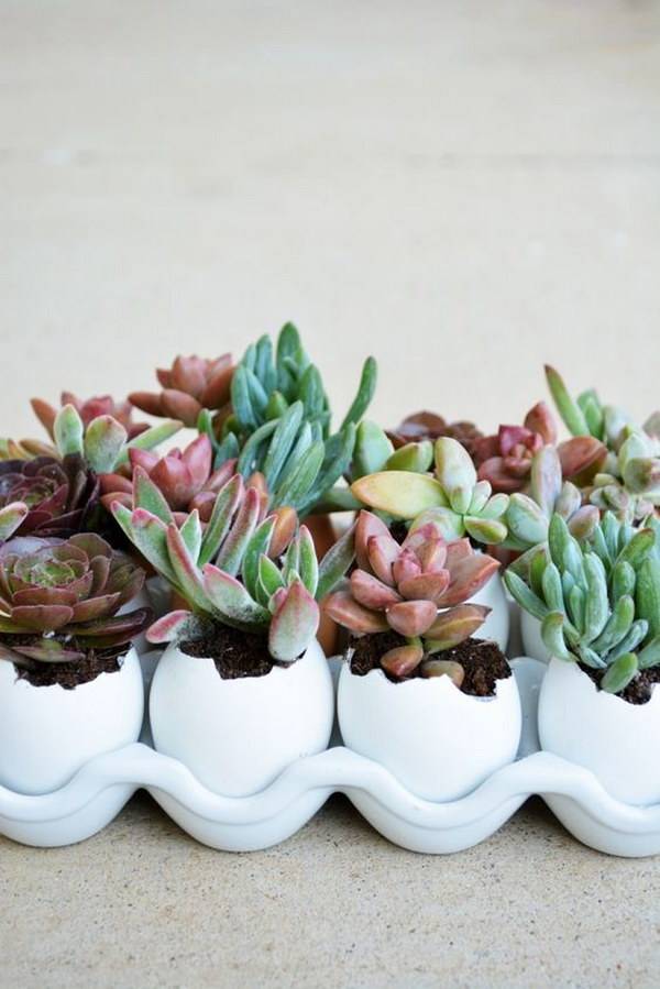 Inspiring Indoor Garden Succulent Ideas Magzhouse