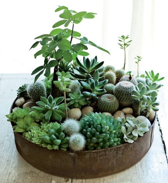 Stunning Indoor Succulent Garden Design Ideas