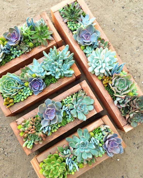 The Best Awesome Ideas Diy Indoor Succulents Plant Garden