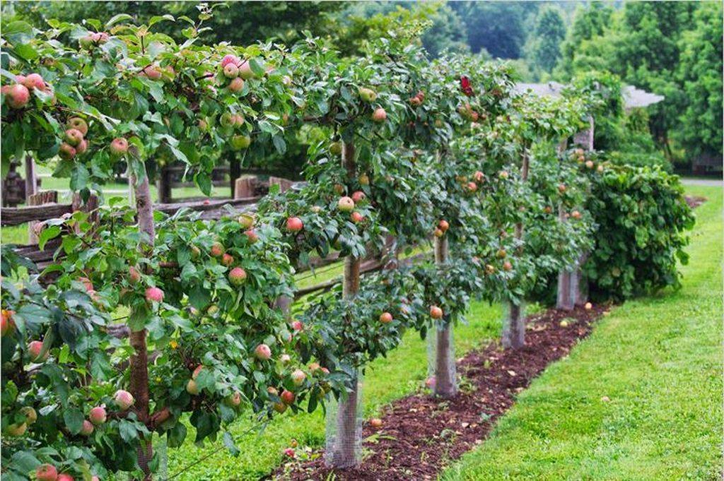 Brilliant Fruit Trees Gardening Ideas Small Backyard