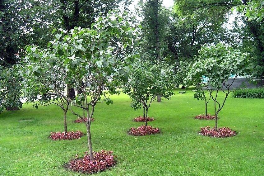Small Backyard Orchard Design